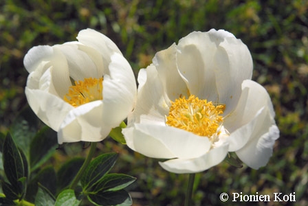 Paeonia 'Starlight', hybridipioni